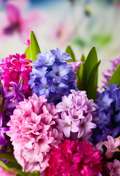Veelkleurige hyacinten — Stockfoto