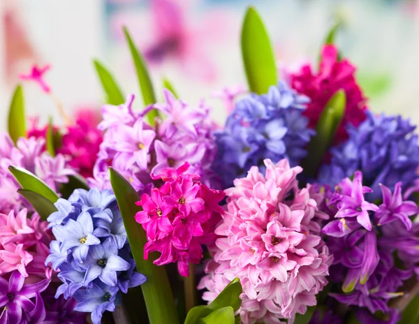 Multicolored hyacinths — Stock Photo, Image