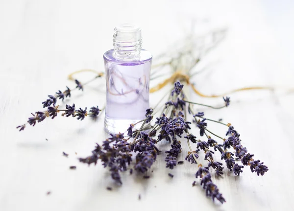 Ramo de flores de lavanda — Foto de Stock