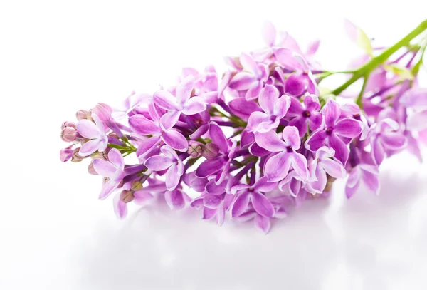 Lilás violeta — Fotografia de Stock
