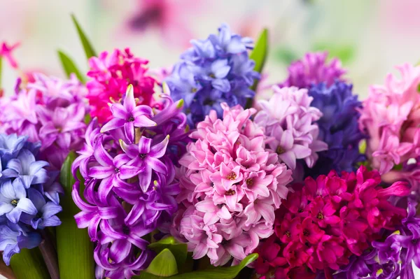 Vícebarevné hyacinty — Stock fotografie