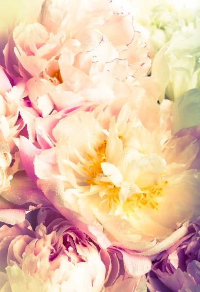 Peonie rosa — Foto Stock