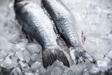 морський окунь на льоду