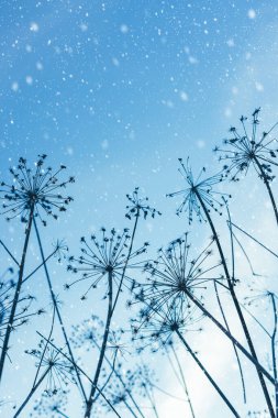 Winter snowy landscape with silhouettes of dry plants of Hogweed or Cow Parsley on sky background. Withered inflorescences and stalks of umbellifer flowers. clipart