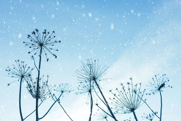 Zimowy Śnieżny Krajobraz Sylwetkami Suchych Roślin Hogweed Lub Krowy Pietruszki — Zdjęcie stockowe