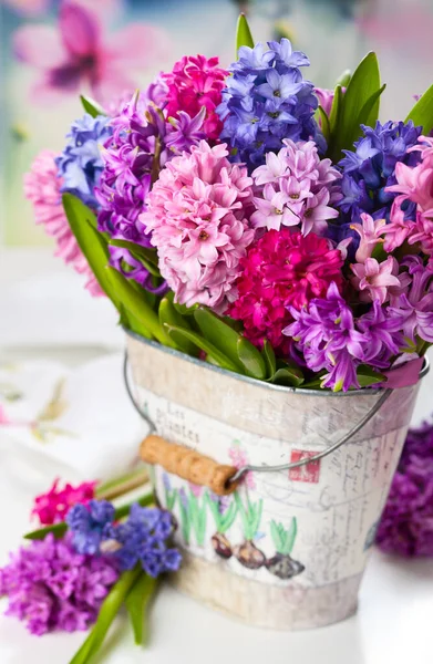 Grupo Hermosos Jacintos Multicolores — Foto de Stock