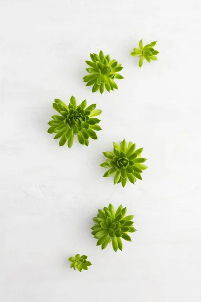 Zusammensetzung Schöner Grüner Sukkulenten Auf Hellem Hintergrund Von Oben Echeveria — Stockfoto