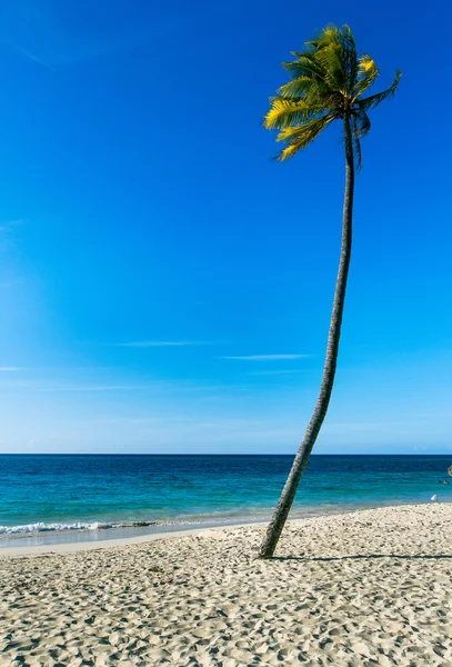 Palm on beach — Stock Photo, Image