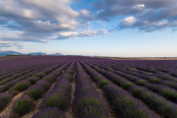 France Lavender — Stock Photo, Image