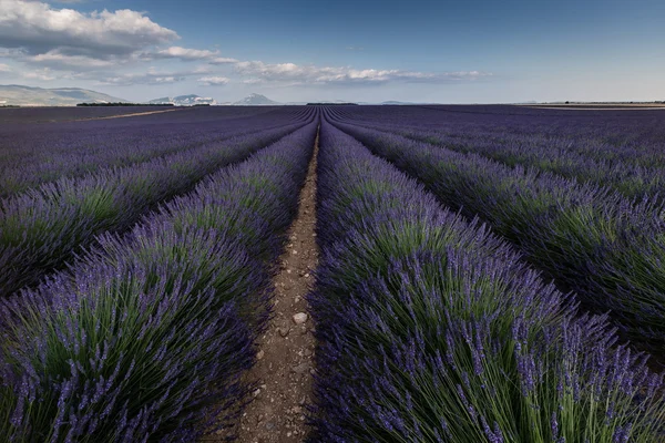 Lavender in France — Stock Photo, Image