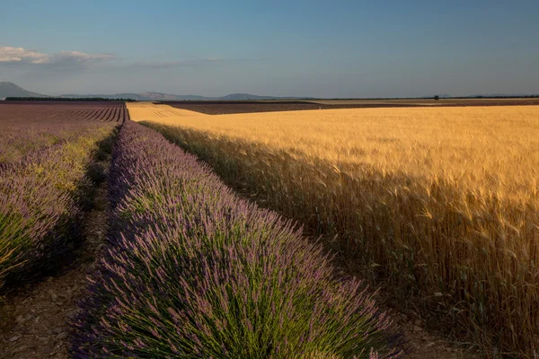 Wheat and Lavender, France — Stock Photo, Image