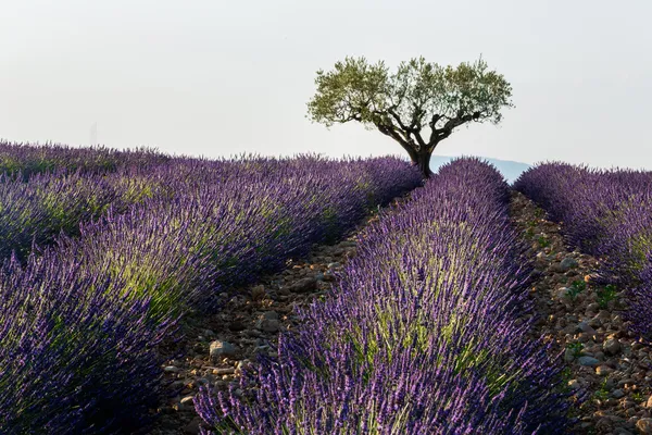Lavender fields with tree inside of field — Stock Photo, Image