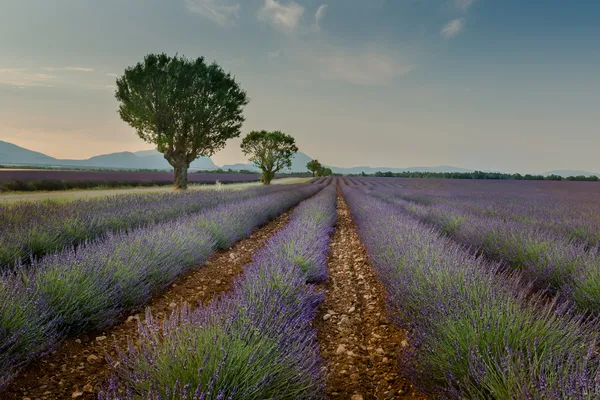 Lavender fields with trees forming a line — Stock Photo, Image