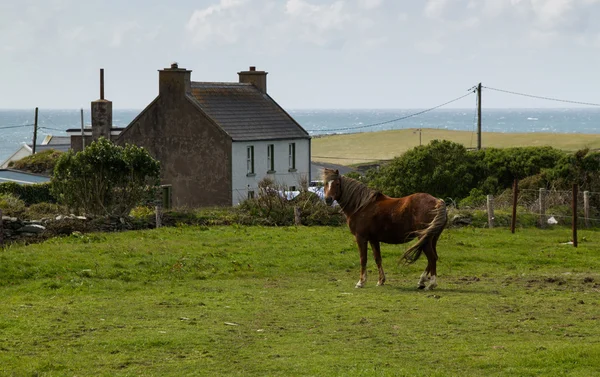爱尔兰传统民居与马 — 图库照片