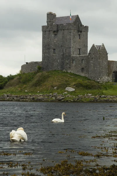 Old Irish Dunguaire castle with swans Stock Photo