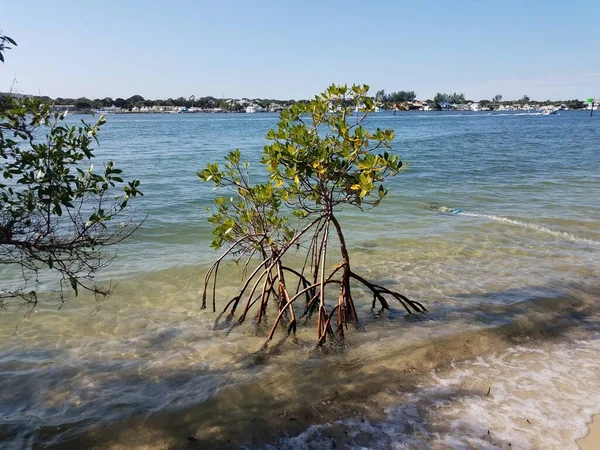 Mangrovenpflanze in Sand mit Wurzeln und Wasser in Florida — Stockfoto