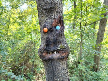 Ağaçta, ağaçta, golf topu gibi gözlerle.