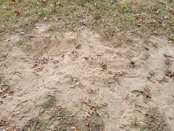 dry dirt hole with leaves and grass in yard