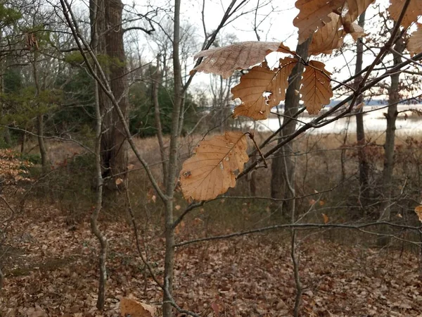 숲 속 의나무에 있는 갈색 나무 잎 과 가지들 — 스톡 사진
