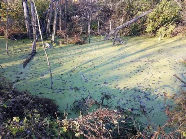 池に木や植物が生えていない緑の水が — ストック写真