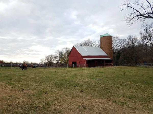 Красный коровник с силосом и коровой, пасущимися на траве на ферме — стоковое фото