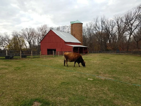 Celeiro vermelho com silo e vaca pastando na grama na fazenda — Fotografia de Stock