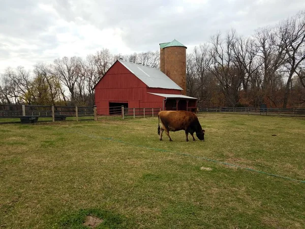 Celeiro vermelho com silo e vaca pastando na grama na fazenda — Fotografia de Stock