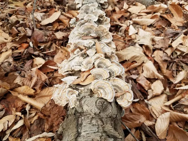 Grzyby szare na zgniłym liściu z brązowymi liśćmi — Zdjęcie stockowe