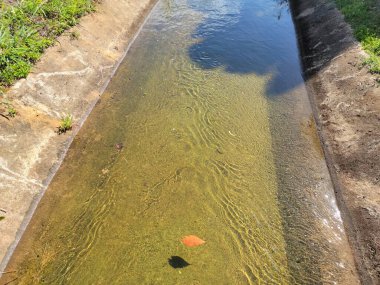 Porto Riko 'daki sulama su kanalı ya da dere ve çimenler