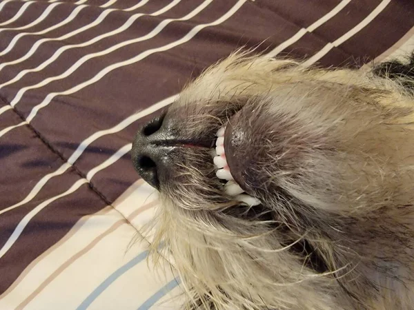 Siyah ve beyaz köpek yatakta dişlerini göstererek uyuyor. — Stok fotoğraf