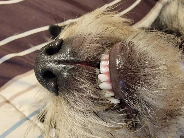 Svart och vit hund sover visar tänder på sängen — Stockfoto