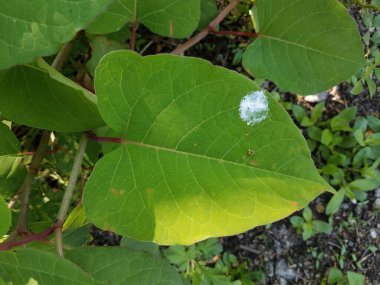 Ormanda ya da ormanda yeşil yaprak üzerine beyaz kuş kakası ya da dışkı.