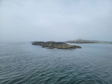 Adadaki kel kartal kuşu Maine sahilinde kayalıklarla