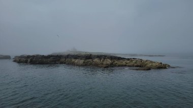 Adadaki kel kartal kuşu Maine sahilinde kayalıklarla