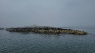 Adadaki kel kartal kuşu Maine sahilinde kayalıklarla