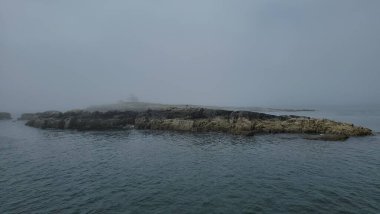 Adadaki kel kartal kuşu Maine sahilinde kayalıklarla