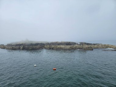 Kel kartal adada kaya ve ıstakoz yüzüyor Maine sahillerinde