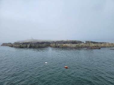 Kel kartal adada kaya ve ıstakoz yüzüyor Maine sahillerinde