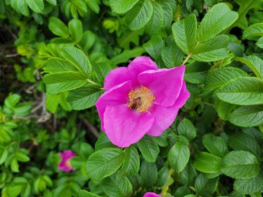 Arı ve yeşil yapraklı pembe çiçek yaprakları.