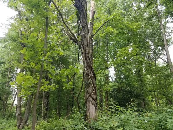 invasive ivy vines wrapped around tree in forest or woods
