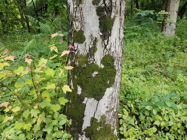 Зеленый Мох Стволе Дерева Лесу Лес Природе — стоковое фото