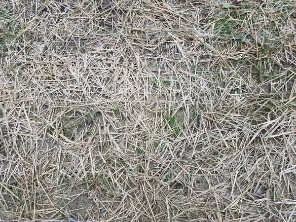 Trockenes Heu Oder Gras Auf Dem Boden Mit Gestaltungsstoff Oder — Stockfoto