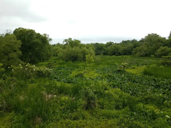 Plantas Árboles Verdes Con Agua Humedales Pantanos — Foto de Stock