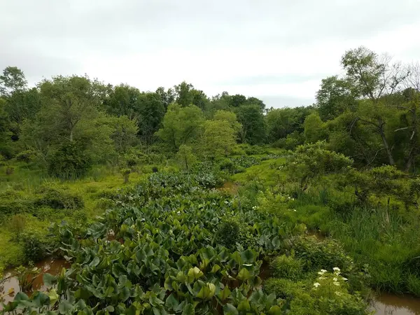 Plantes Arbres Verts Avec Eau Dans Les Zones Humides Marécageuses — Photo