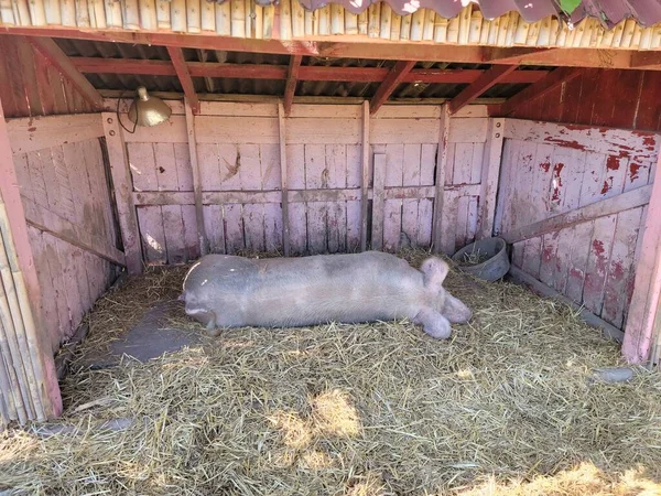 Große Mutterschweine Schlafen Oder Ruhen Stall Mit Heu Oder Stroh — Stockfoto