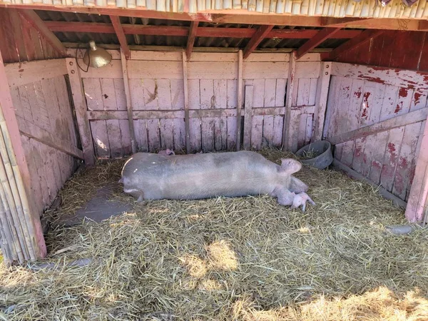 Großes Mutterschwein Mit Baby Schwein Stall Mit Heu Oder Stroh — Stockfoto