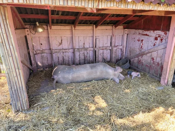 Großes Mutterschwein Mit Baby Schwein Stall Mit Heu Oder Stroh — Stockfoto