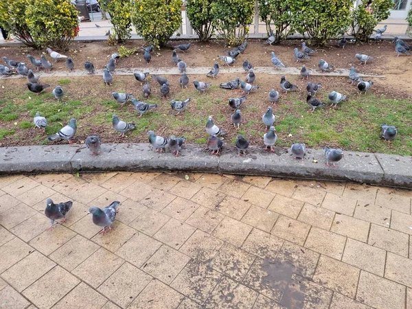 Şehirdeki Gri Güvercinler Veya Güvercinler Kirli Kaldırımlar — Stok fotoğraf