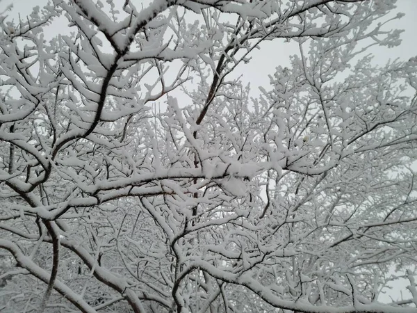 White Snow Ice Tree Branches Storm — Stock Photo, Image