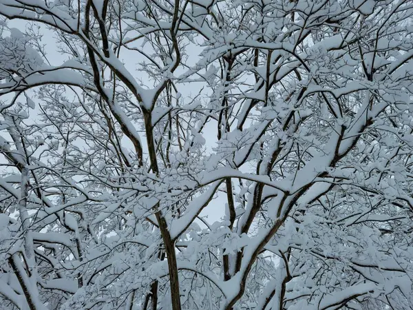 Белый Снег Лед Ветвях Деревьев После Шторма — стоковое фото